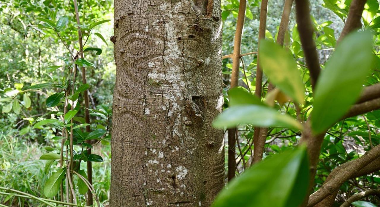 Moriori petroglyphs